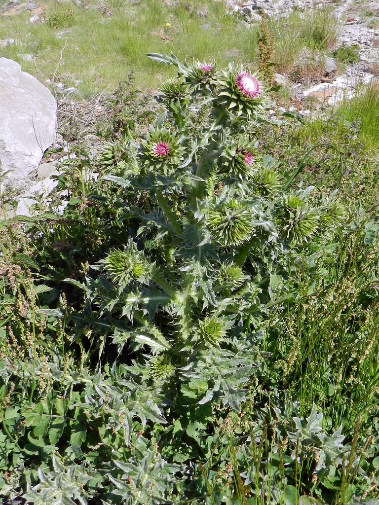 Carlina sp. da determinare - no, Carduus sp.?